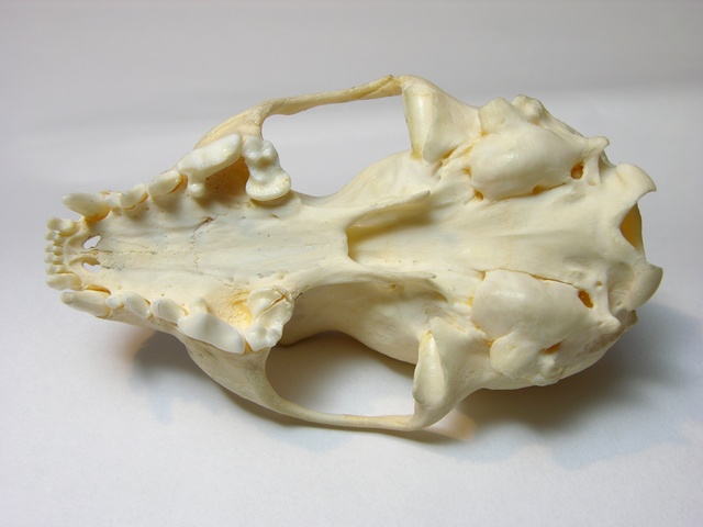 Cranio: mustelide? Martes cfr foina